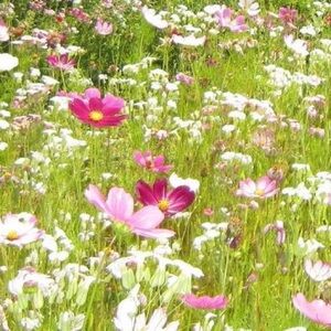 Welcome to Juno’s Quality Goods!